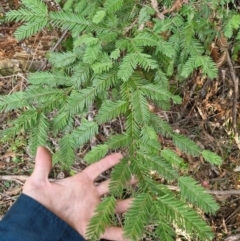 Sequoiadendron giganteum at Lower Cotter Catchment - 27 Apr 2024