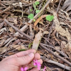 Oxalis articulata (Shamrock) at Lower Cotter Catchment - 27 Apr 2024 by Jackoserbatoio