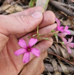 Oxalis articulata at Lower Cotter Catchment - 27 Apr 2024