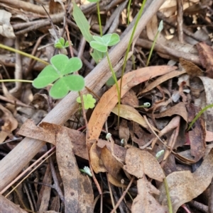 Oxalis articulata at Lower Cotter Catchment - 27 Apr 2024 01:39 PM