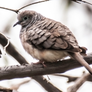 Geopelia placida at White Cliffs, NSW - 31 Jul 2022