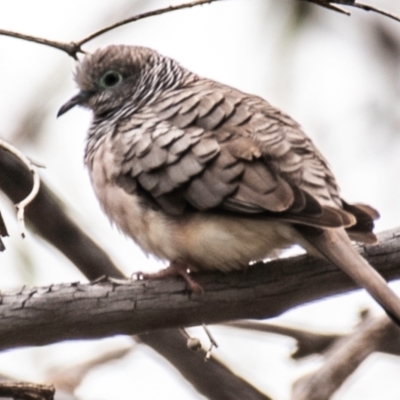 Geopelia placida (Peaceful Dove) at White Cliffs, NSW - 31 Jul 2022 by Petesteamer