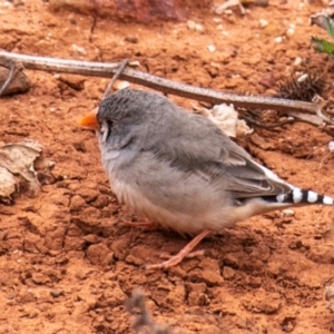 Taeniopygia guttata at White Cliffs, NSW - 31 Jul 2022 10:27 AM