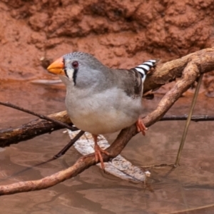 Taeniopygia guttata at White Cliffs, NSW - 31 Jul 2022 10:27 AM