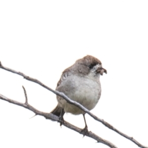 Aphelocephala leucopsis at White Cliffs, NSW - 31 Jul 2022 03:36 PM