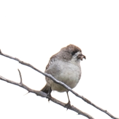 Aphelocephala leucopsis (Southern Whiteface) at White Cliffs, NSW - 31 Jul 2022 by Petesteamer