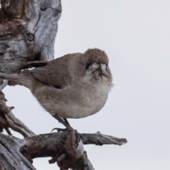 Aphelocephala leucopsis at White Cliffs, NSW - 31 Jul 2022