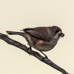 Aphelocephala leucopsis at White Cliffs, NSW - 31 Jul 2022