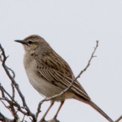 Cincloramphus mathewsi (Rufous Songlark) at White Cliffs, NSW - 31 Jul 2022 by Petesteamer