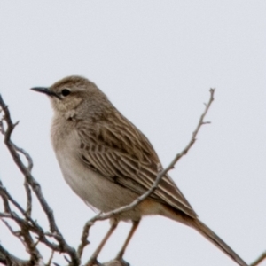 Cincloramphus mathewsi at White Cliffs, NSW - 31 Jul 2022