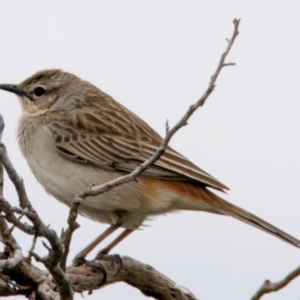 Cincloramphus mathewsi at White Cliffs, NSW - 31 Jul 2022