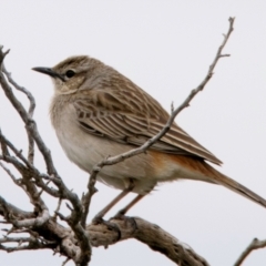 Cincloramphus mathewsi at White Cliffs, NSW - 31 Jul 2022