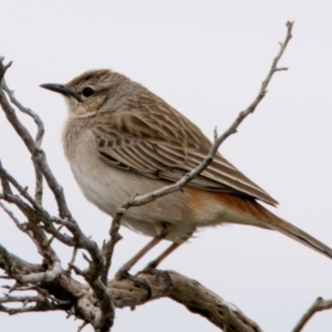 Cincloramphus mathewsi at White Cliffs, NSW - 31 Jul 2022