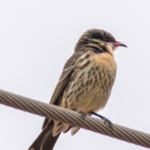 Acanthagenys rufogularis (Spiny-cheeked Honeyeater) at White Cliffs, NSW by Petesteamer