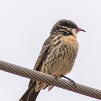 Acanthagenys rufogularis (Spiny-cheeked Honeyeater) at White Cliffs, NSW - 31 Jul 2022 by Petesteamer