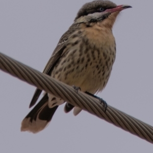 Acanthagenys rufogularis at White Cliffs, NSW - 31 Jul 2022 02:35 PM