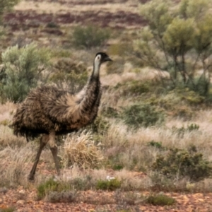 Dromaius novaehollandiae (Emu) at White Cliffs, NSW by Petesteamer