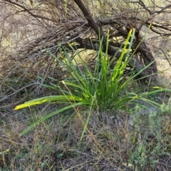 Lomandra longifolia at Hawker, ACT - 27 Apr 2024 by sangio7