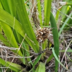 Lomandra longifolia at The Pinnacle - 27 Apr 2024