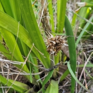 Lomandra longifolia at The Pinnacle - 27 Apr 2024