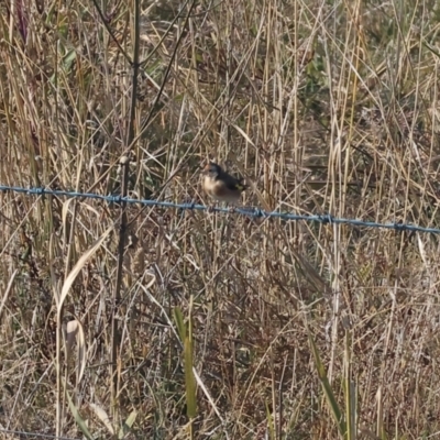 Carduelis carduelis (European Goldfinch) at Bandiana, VIC - 27 Apr 2024 by KylieWaldon