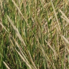 Paspalum dilatatum at Bandiana, VIC - 26 Apr 2024 by KylieWaldon