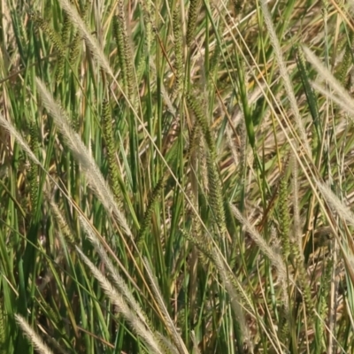 Setaria parviflora (Slender Pigeon Grass) at Bandiana, VIC - 26 Apr 2024 by KylieWaldon