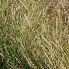 Setaria parviflora at Wodonga - 27 Apr 2024 09:47 AM
