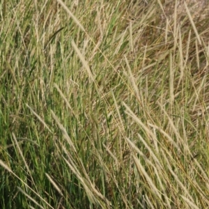 Setaria parviflora at Wodonga - 27 Apr 2024