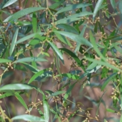 Acacia verniciflua (Varnish Wattle) at Wodonga - 27 Apr 2024 by KylieWaldon