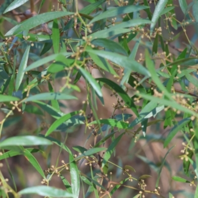Acacia verniciflua (Varnish Wattle) at Wodonga - 26 Apr 2024 by KylieWaldon