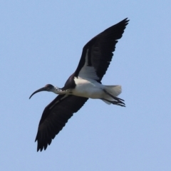 Threskiornis spinicollis (Straw-necked Ibis) at Baranduda, VIC - 26 Apr 2024 by KylieWaldon