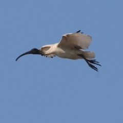 Threskiornis molucca (Australian White Ibis) at Wodonga - 26 Apr 2024 by KylieWaldon