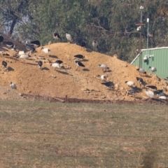 Threskiornis molucca at Wodonga - 27 Apr 2024