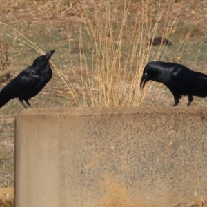 Corvus mellori at Wodonga - 27 Apr 2024 10:06 AM