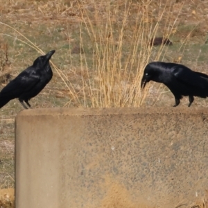 Corvus mellori at Wodonga - 27 Apr 2024