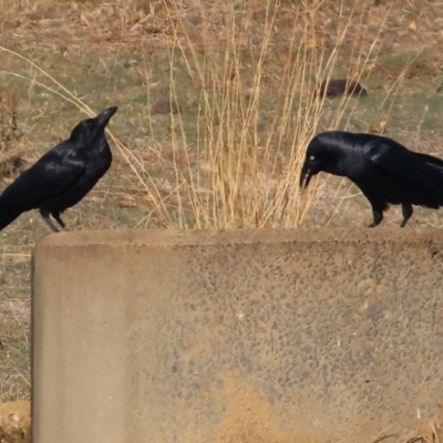 Corvus mellori (Little Raven) at Wodonga - 27 Apr 2024 by KylieWaldon