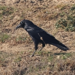 Corvus mellori at Wodonga - 27 Apr 2024 10:06 AM