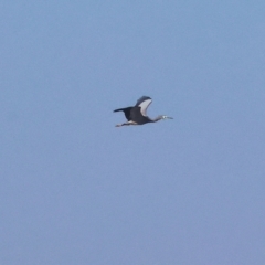 Egretta novaehollandiae (White-faced Heron) at Wodonga - 27 Apr 2024 by KylieWaldon