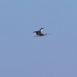 Egretta novaehollandiae at Wodonga - 27 Apr 2024