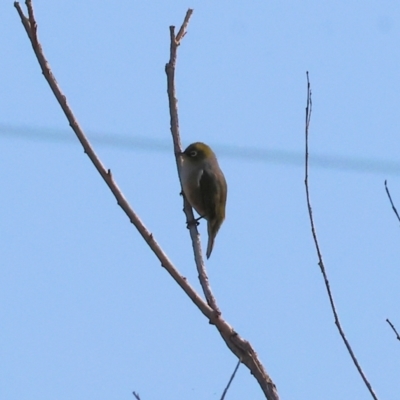 Zosterops lateralis (Silvereye) at Wodonga - 27 Apr 2024 by KylieWaldon