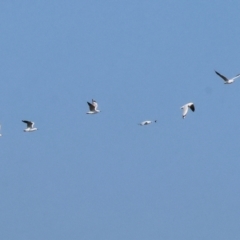 Chroicocephalus novaehollandiae (Silver Gull) at Wodonga - 27 Apr 2024 by KylieWaldon