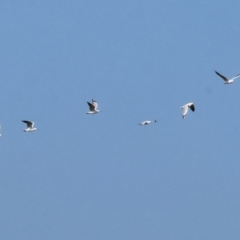 Chroicocephalus novaehollandiae (Silver Gull) at Baranduda, VIC - 27 Apr 2024 by KylieWaldon