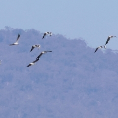 Chroicocephalus novaehollandiae at Wodonga - 27 Apr 2024