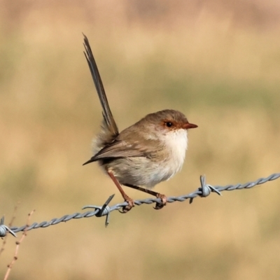 Malurus cyaneus (Superb Fairywren) at suppressed - 27 Apr 2024 by KylieWaldon