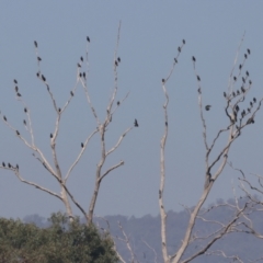 Sturnus vulgaris (Common Starling) at Baranduda, VIC - 27 Apr 2024 by KylieWaldon