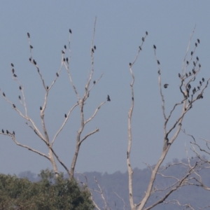 Sturnus vulgaris (Common Starling) at Wodonga by KylieWaldon