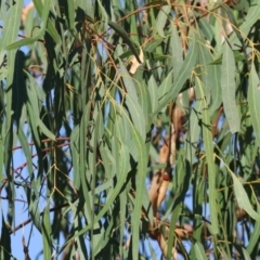 Eucalyptus bridgesiana (Apple Box) at Bandiana, VIC - 27 Apr 2024 by KylieWaldon