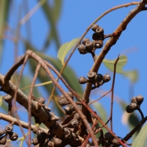 Eucalyptus bridgesiana at Wodonga - 27 Apr 2024 10:28 AM