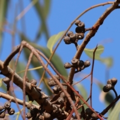 Eucalyptus bridgesiana at Wodonga - 27 Apr 2024